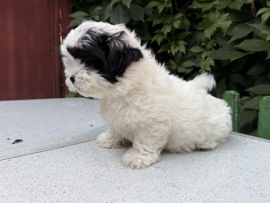 Shih Tzu femela!