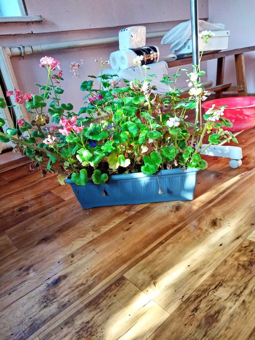 продам герань в большом горшке