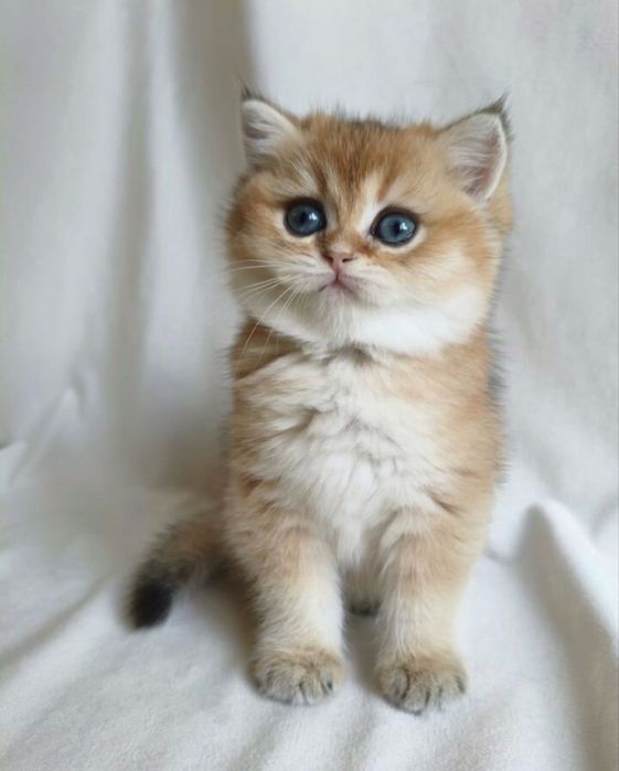 Золотые котята окрас шиншилла