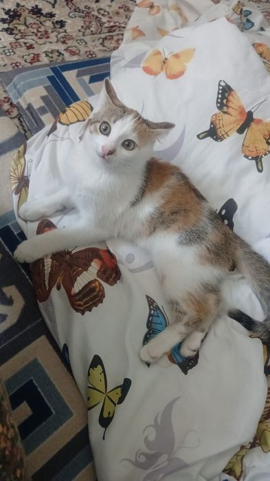 Котёнок отдам даром