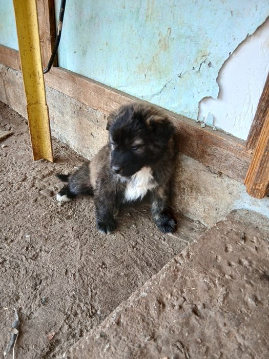 Подарявам малко сладко женско кученце