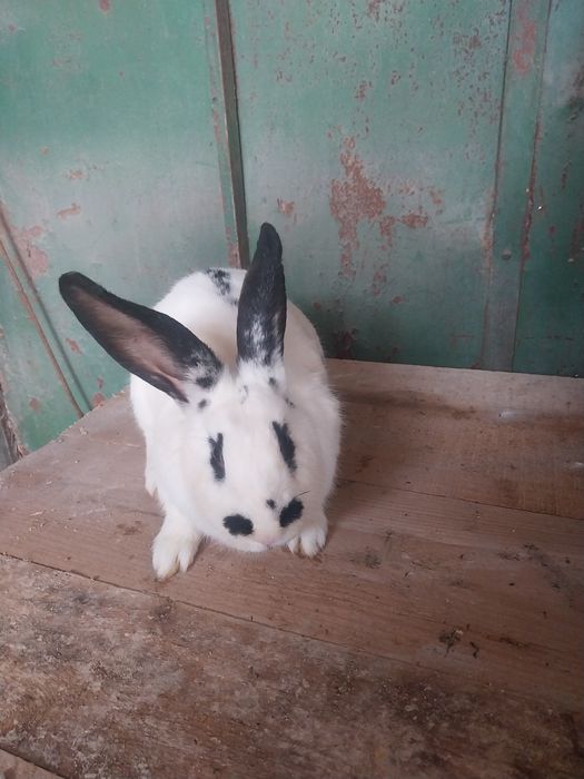 Зайци Великани и Пеперуди