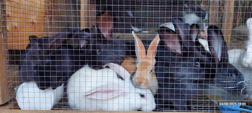 Quyon bolalari sotiladi