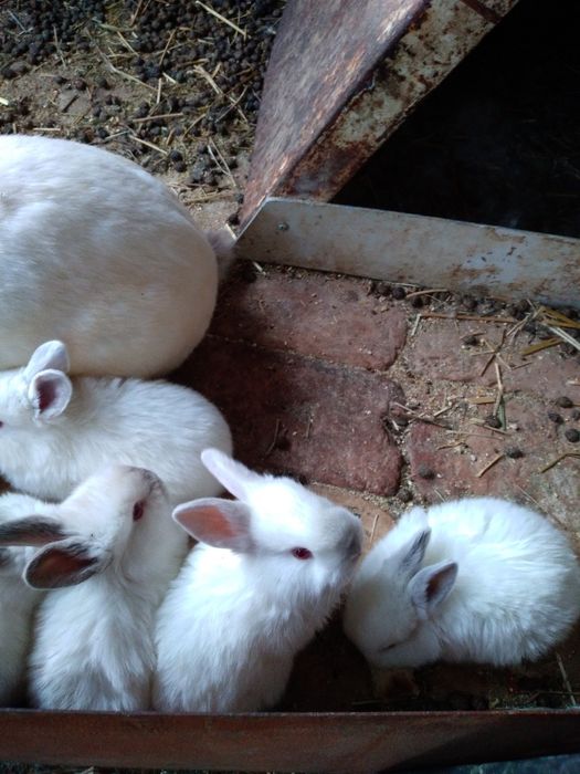 Kalifony quyonlar sotiladi  para blaring ham bor