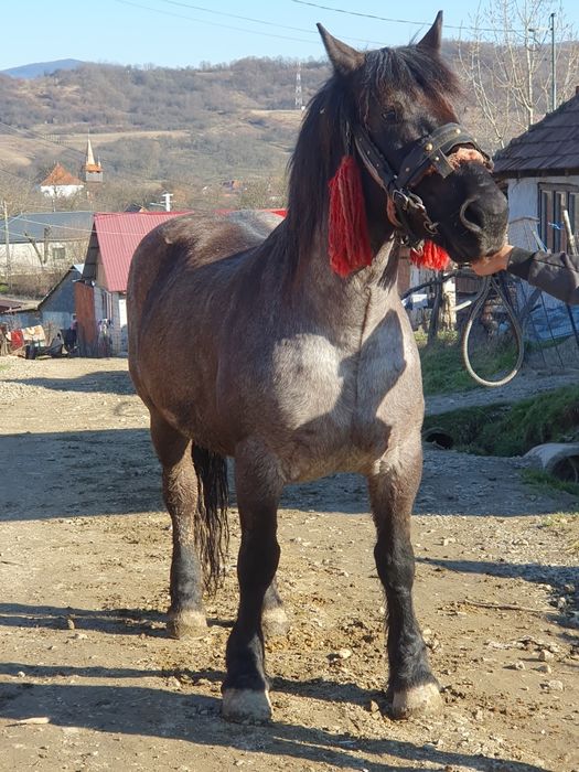 Vand o iapa de 6 ani garantata