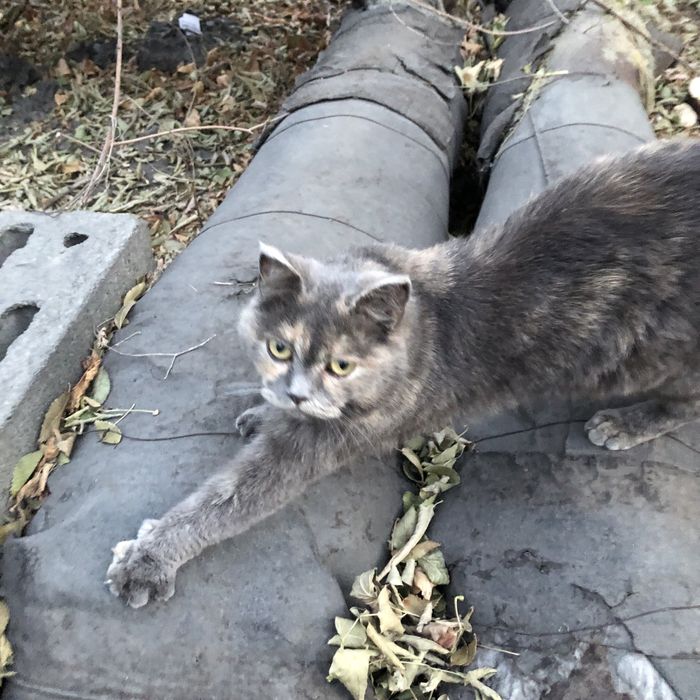 Животные. Кошки.