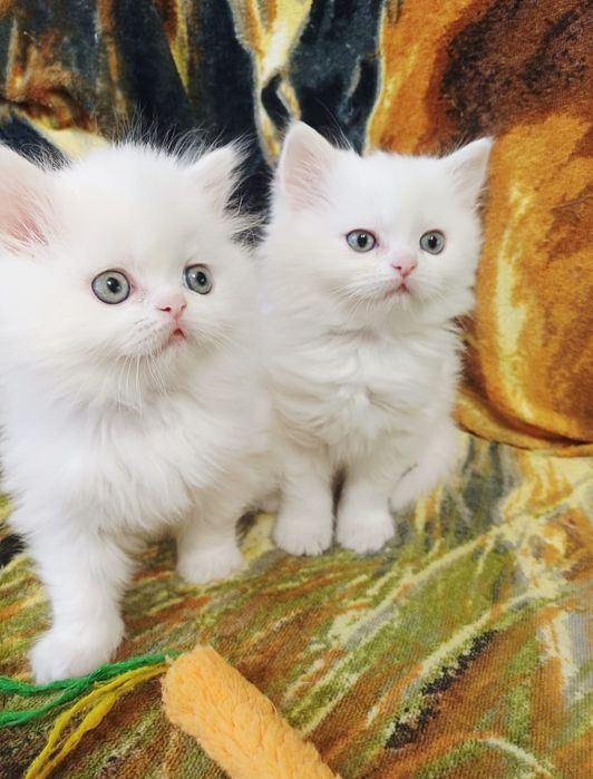 Puiut persan motanel