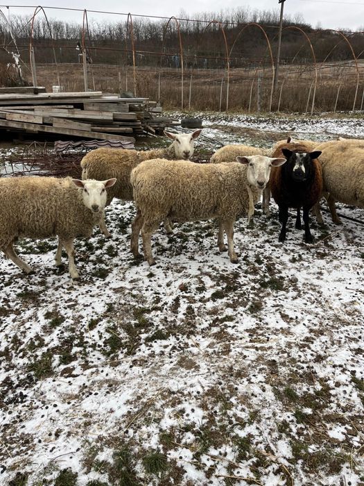 Vand oi texel de carne