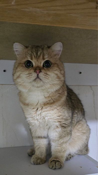 Британская короткошёрстная шиншилла, 1,8 года