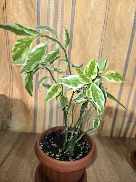 Продам педилантус