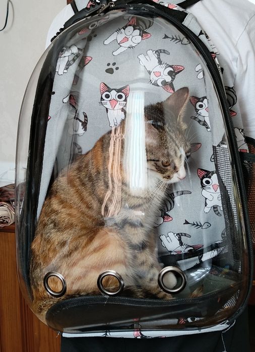 Кошка даром 1 год