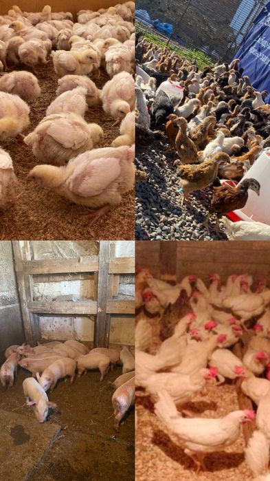 Бролеры куры поросята с доставкой до дома