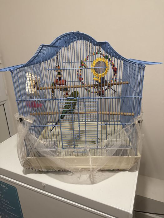 Продоется попугай с клеткой