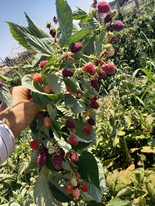Малина ремонтантная с поля КХ