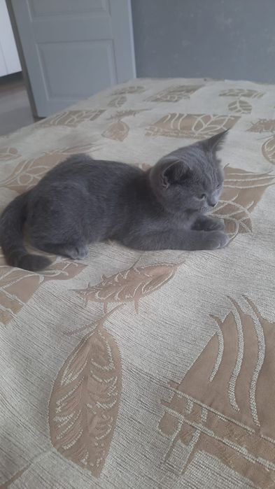 Продам британка короткошерстная