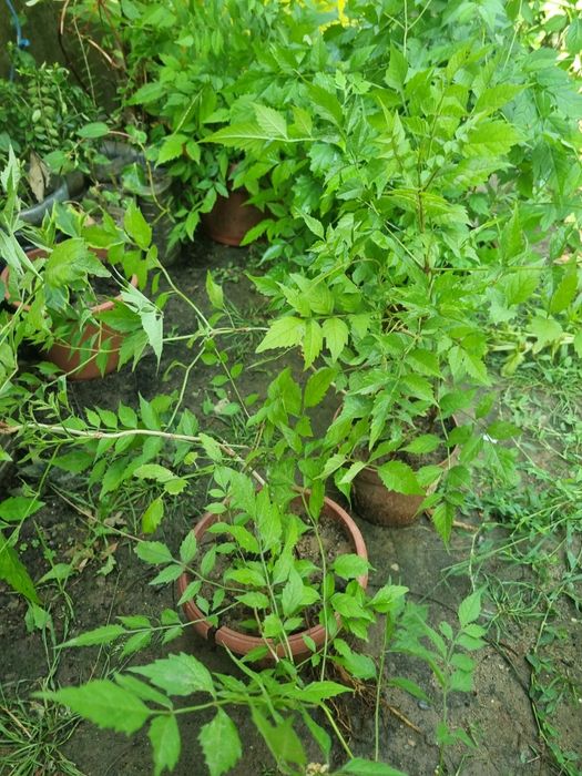 Plante luleaua turcului roșie ( trompeta)