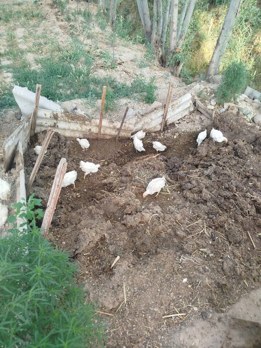 Joʻja lar sotiladi 15ta