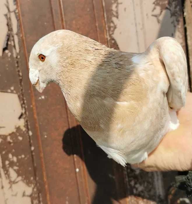 Porumbei Germani