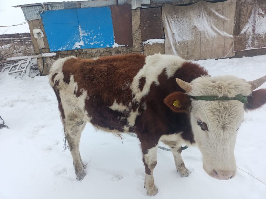 Продается быки. Букалар сатылады