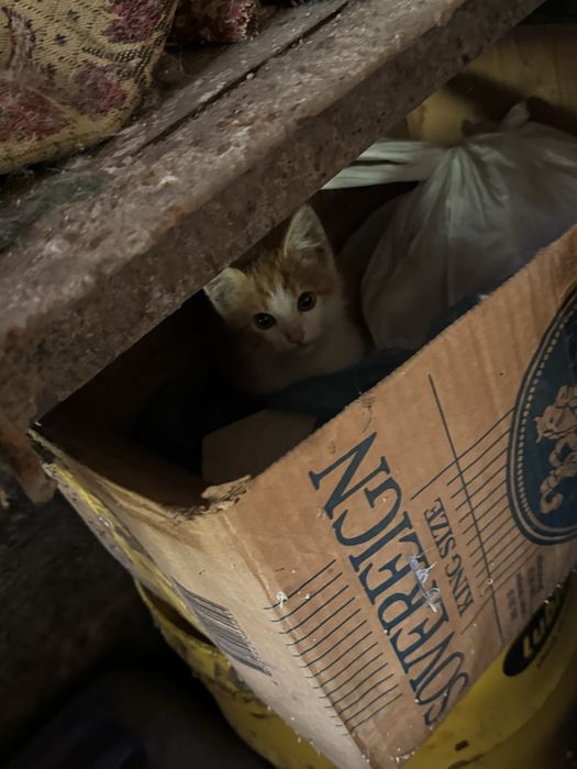 Котята срочно ищут дом
