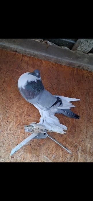 Vand gusati si volga