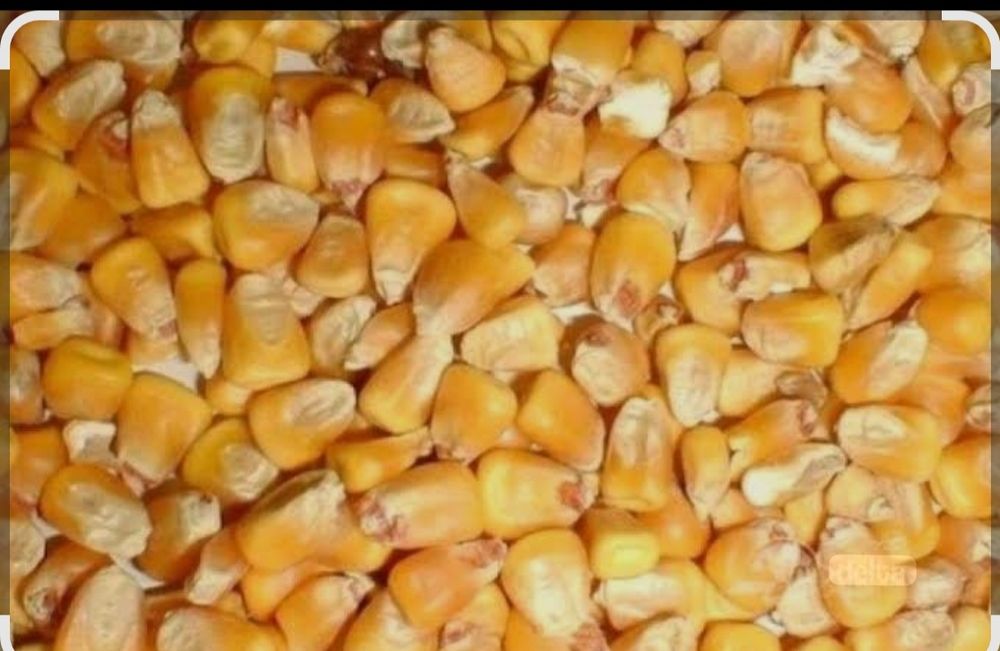 Vând porumb boabe recolta 2025 transport gratuit  județ Cluj  1 leu kg