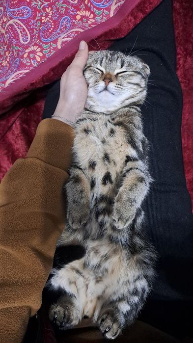 Скоттиш фолд. Киз бола мушуга Скоттиш страйт угил бола мушук керак