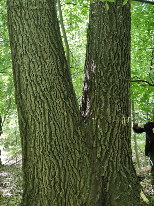 Vand 800 m lemn pe picior