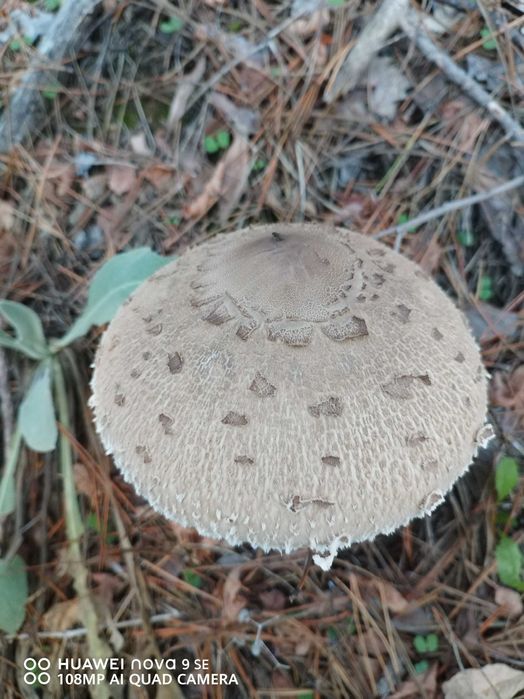 Диворастящи гъби