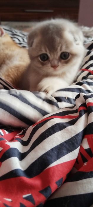 Разкошни златни клепоухи шотландчета