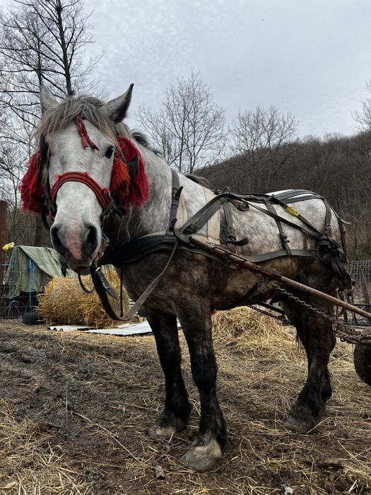 Vand armasar de 5 ani