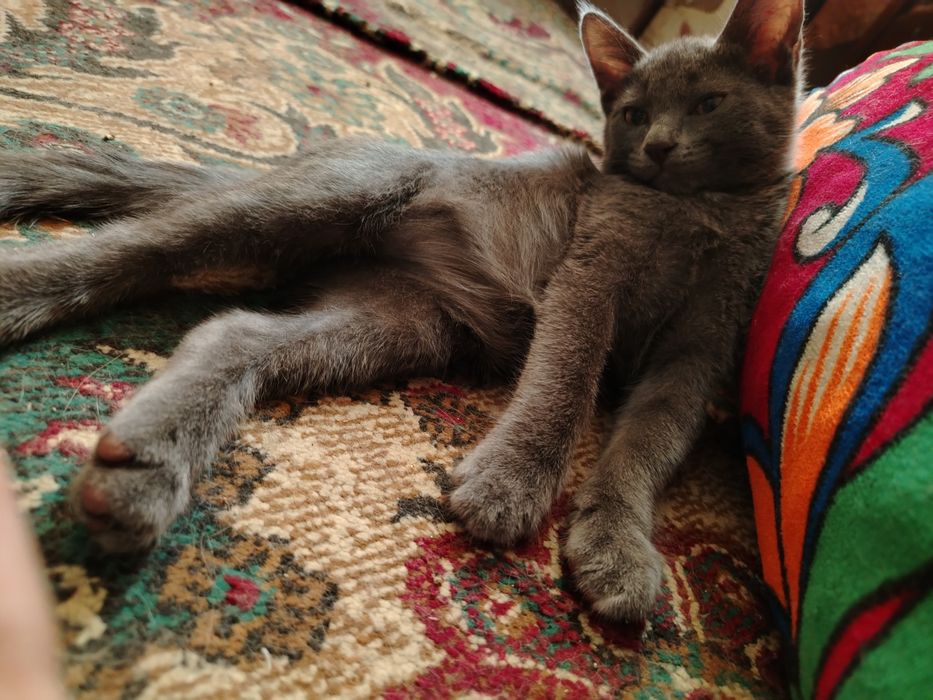 Котята  в добрые руки