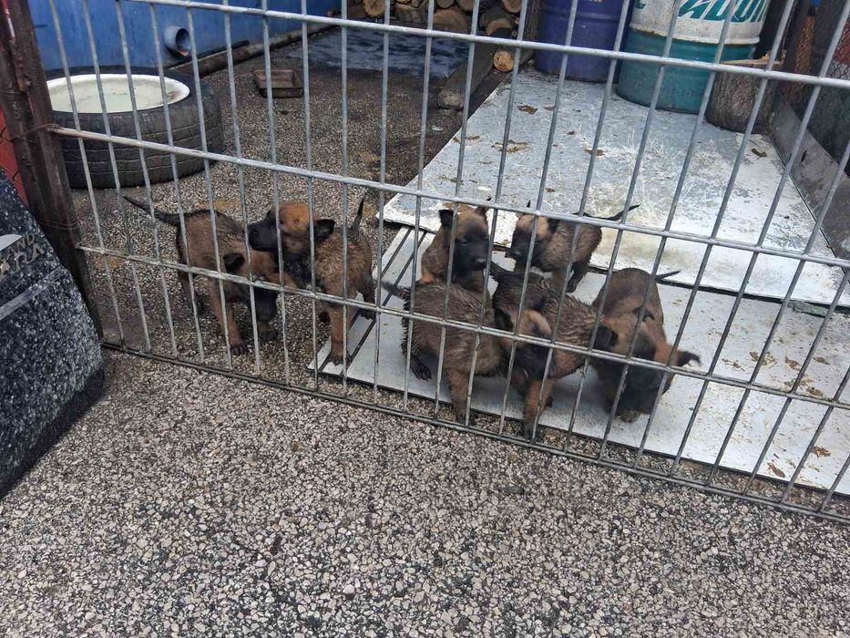 Белгийска овчарка (малиноа)