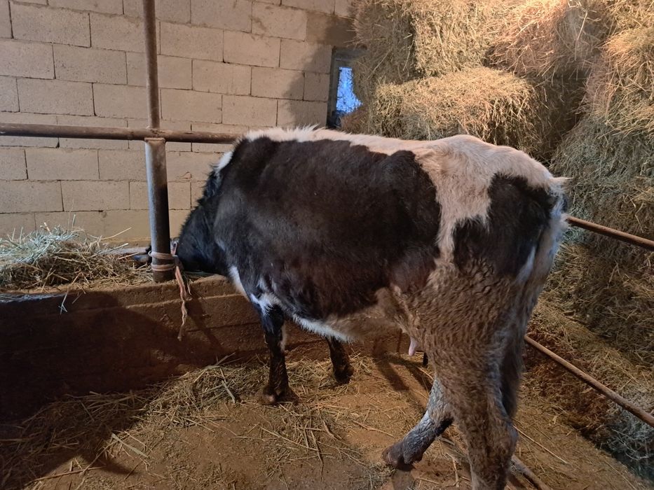 Коровы стельные.