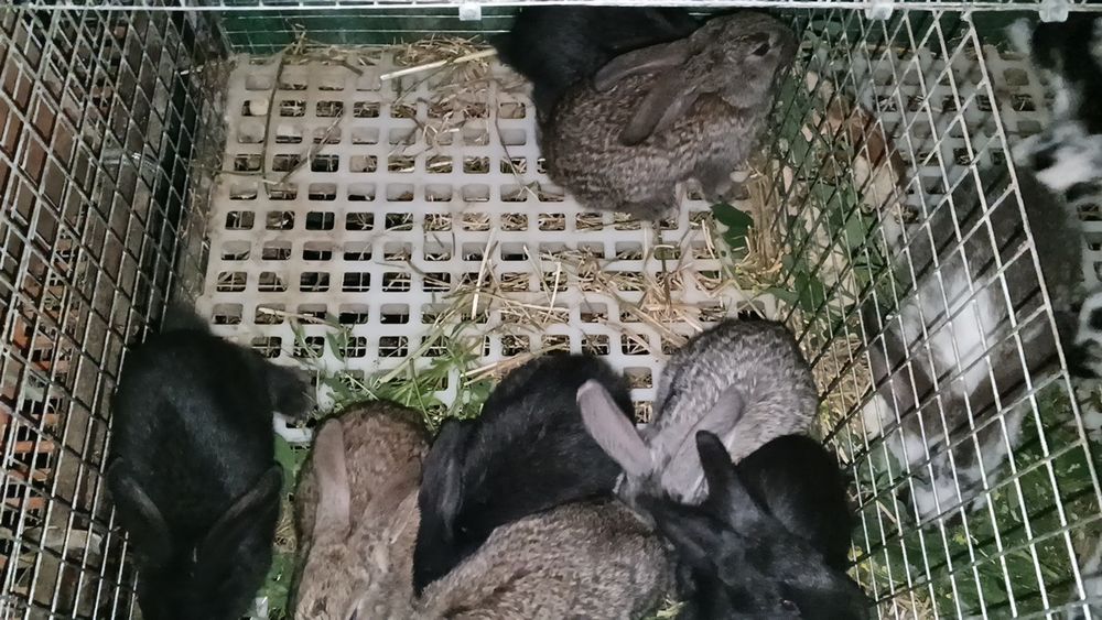 Крольчата 2 месяца великаны