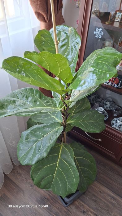 Бенджамин; Фикус (Ficus elastica); Фикус "Лирата