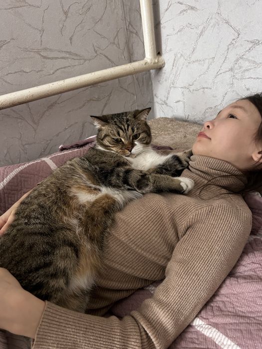 Кот в хорошие руки