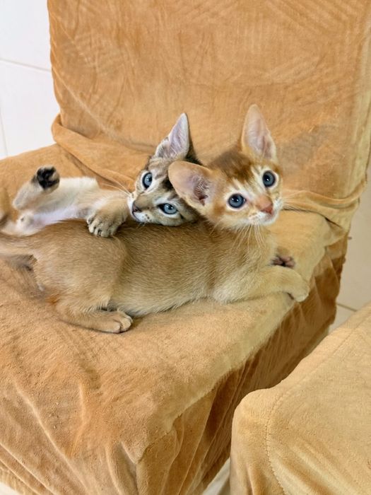 Чаузи котята шикарные