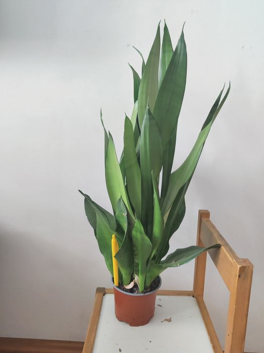 Sansevieria matura