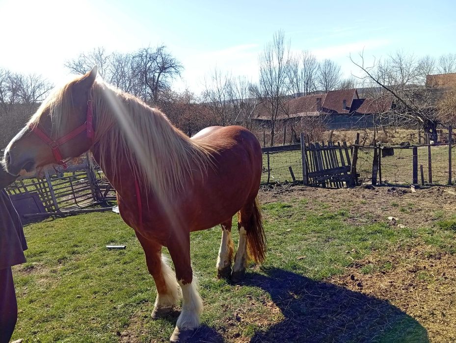 Vand iapa de 5 ani adusa din polonia acte tot merge bine iapa