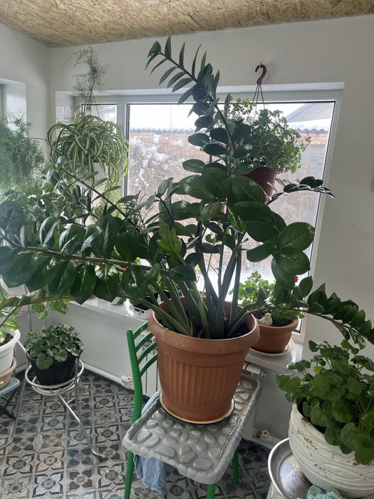 Продается Замиокулькас (долларовое дерево)