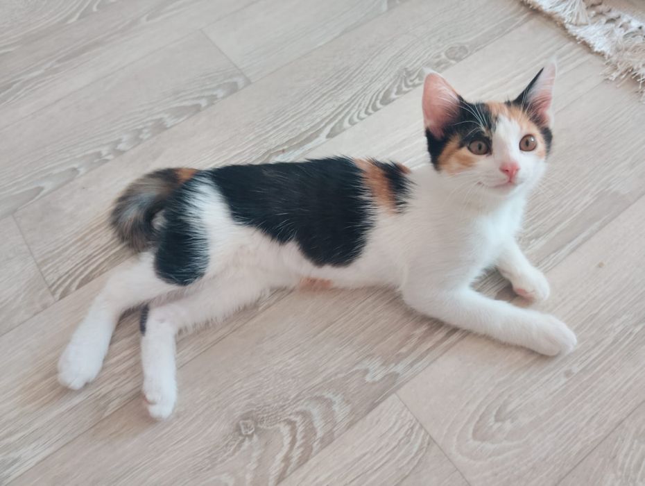 Отдам котенка домашнего даром