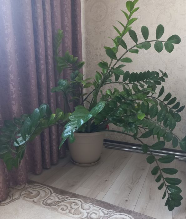 Продам шикарный комнатый цветок: Замиокулькас (Долларовое дерево).