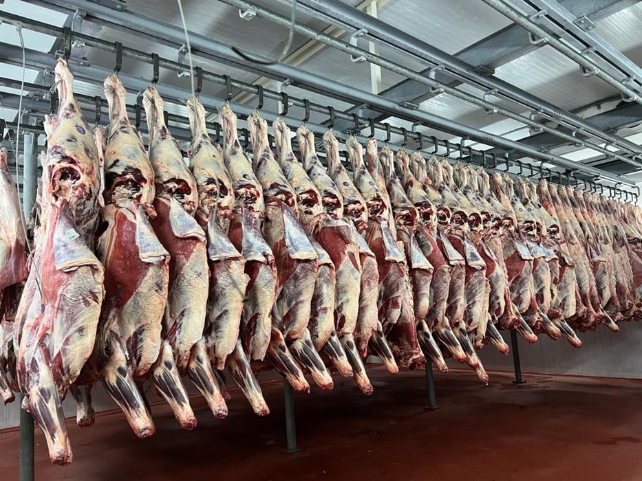 Свежее мясо молодого скота