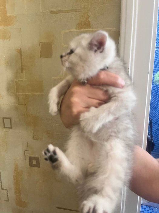 kotyata winwili 2 maljika i odna devojka 2 mesyaza