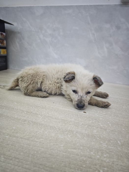 Отдается в добрые руки щенок