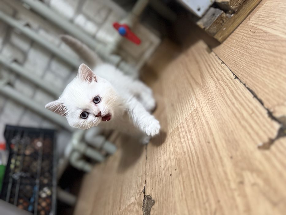 Продам котика британская