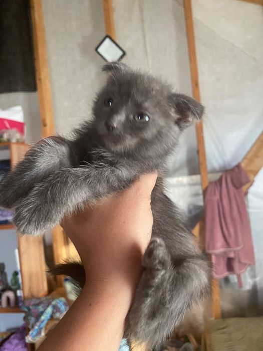 Котята британского голубого