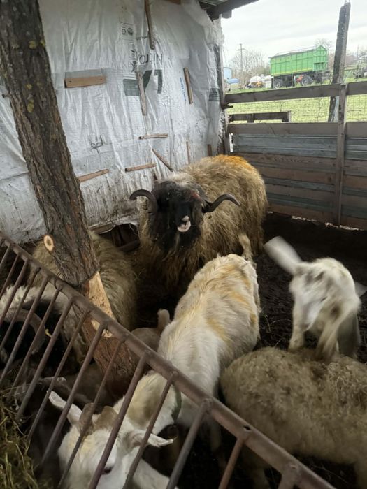 Vand berbec romanesc 2 ani