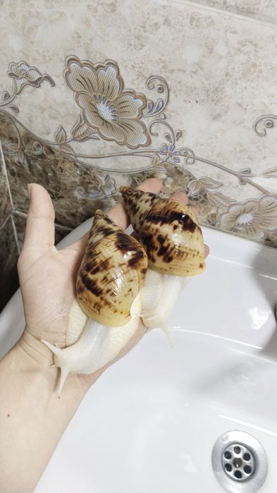 Улитка ахатина Ретикулята альбино,ulitka axatina Retikulyata albino,